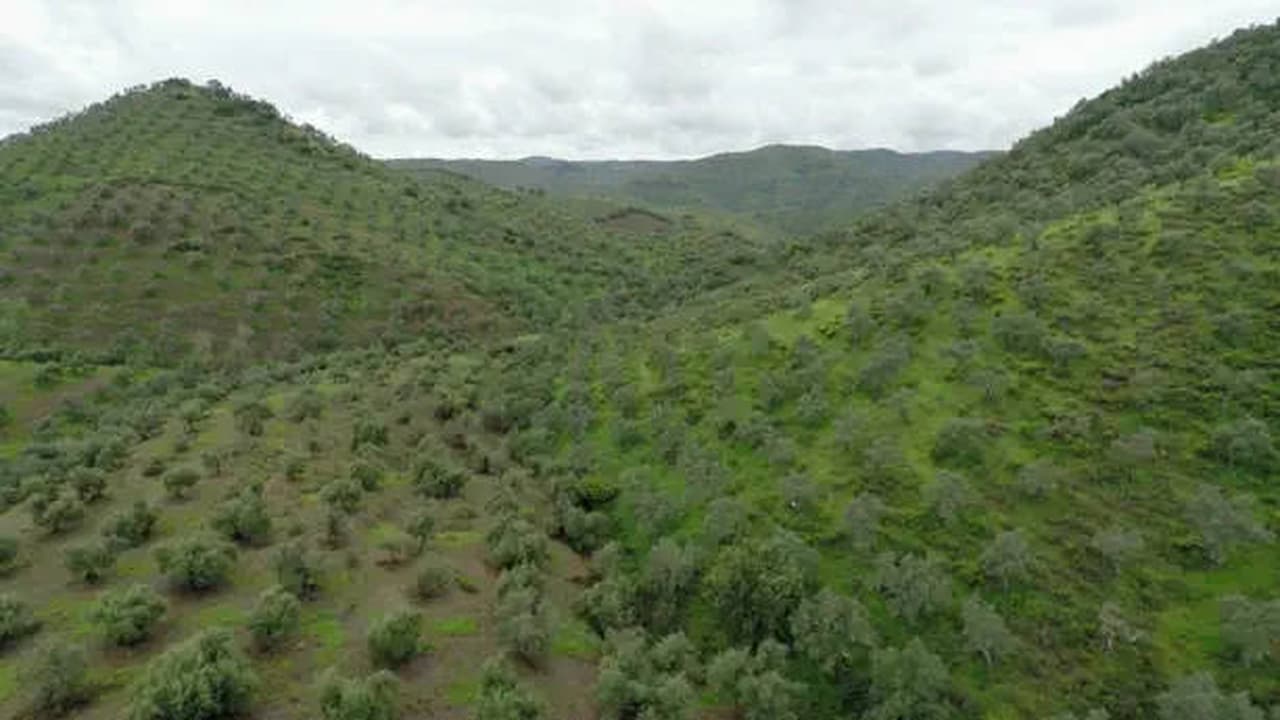 Tiny Forests Mediterranean Olive Woods