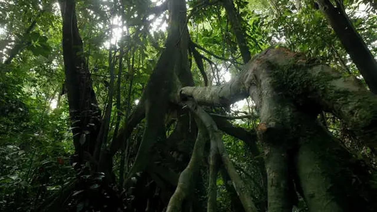 The Dark Jungle Equatorial African Forests