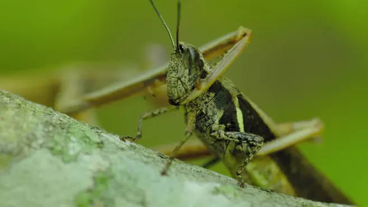 Jungle Planet Intro Life Awakens