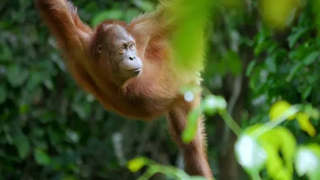 The Ancient Jungle South East Asia  Borneo