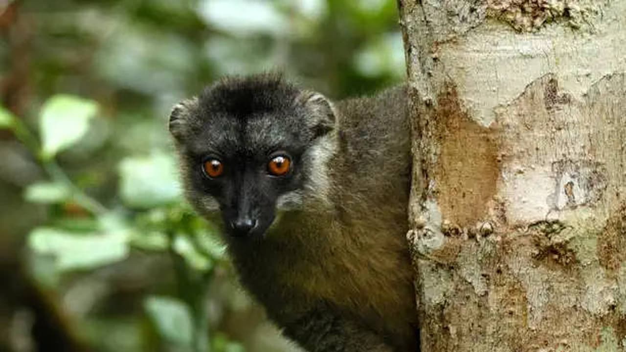 Spectres of the Jungle Madagascar Rainforest