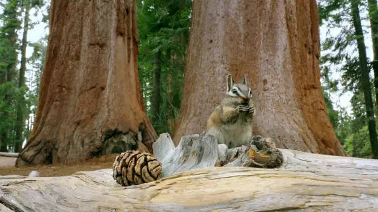 The Forests of Giants California