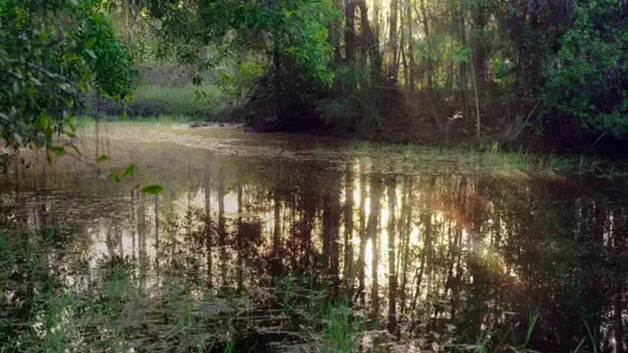 The Eternal Swamps Florida