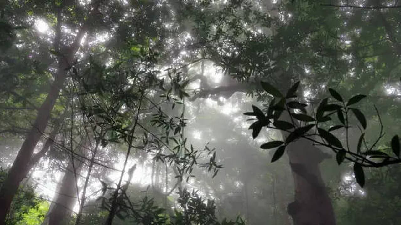 The Rainforest in the Clouds Central America