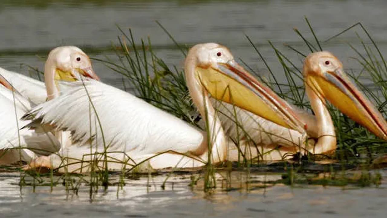 Guardians of the River Danube Floodplain Forests