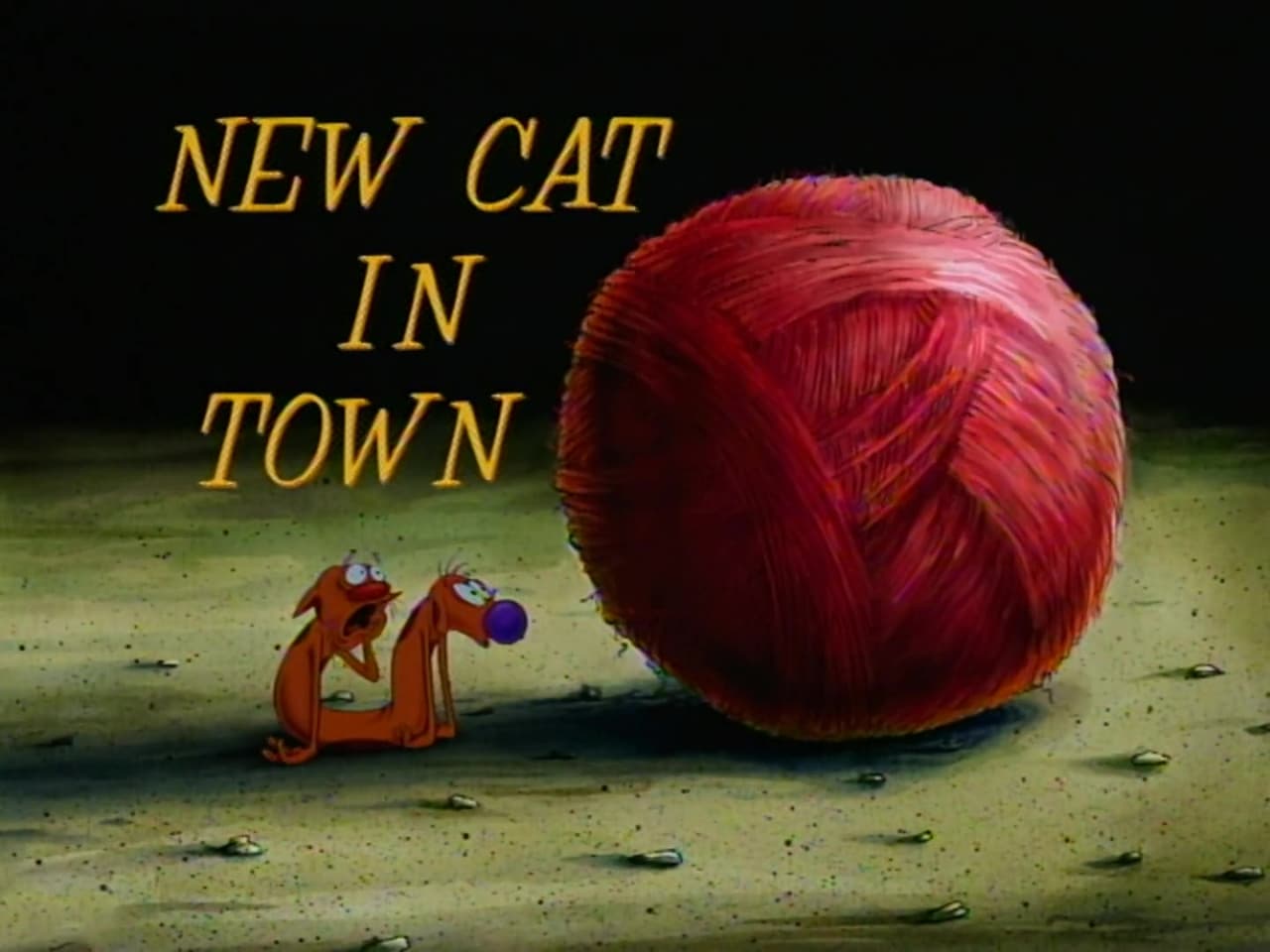 New Cat in Town