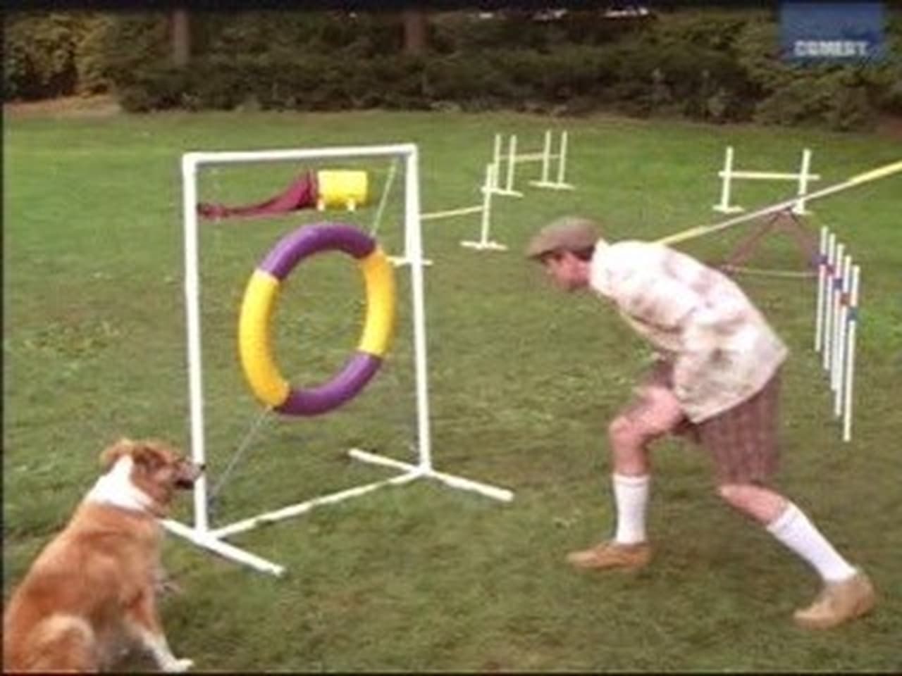 Murray at the Dog Show