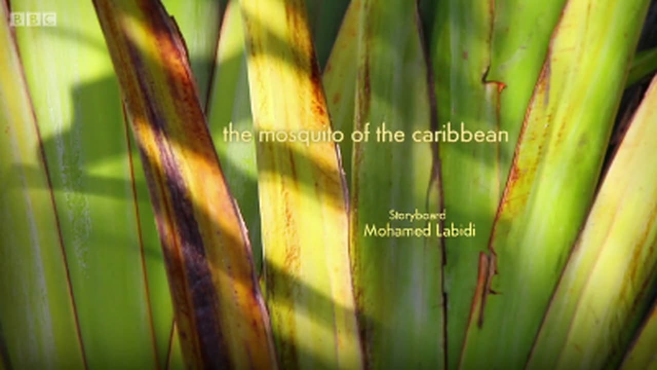 The mosquito of the caribbean