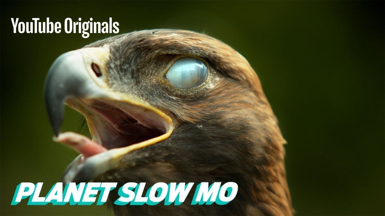 Super Slow Motion Birds