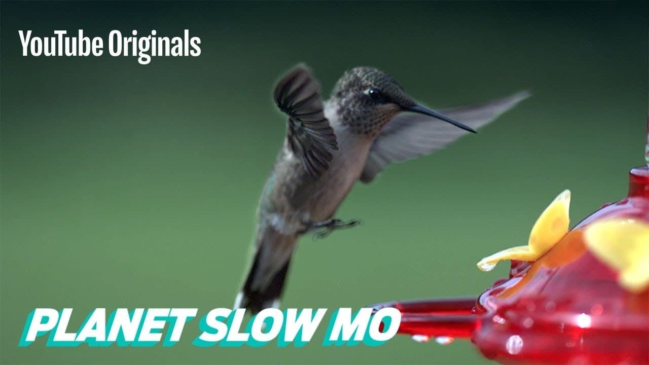 How Fast Can a Hummingbird Flap