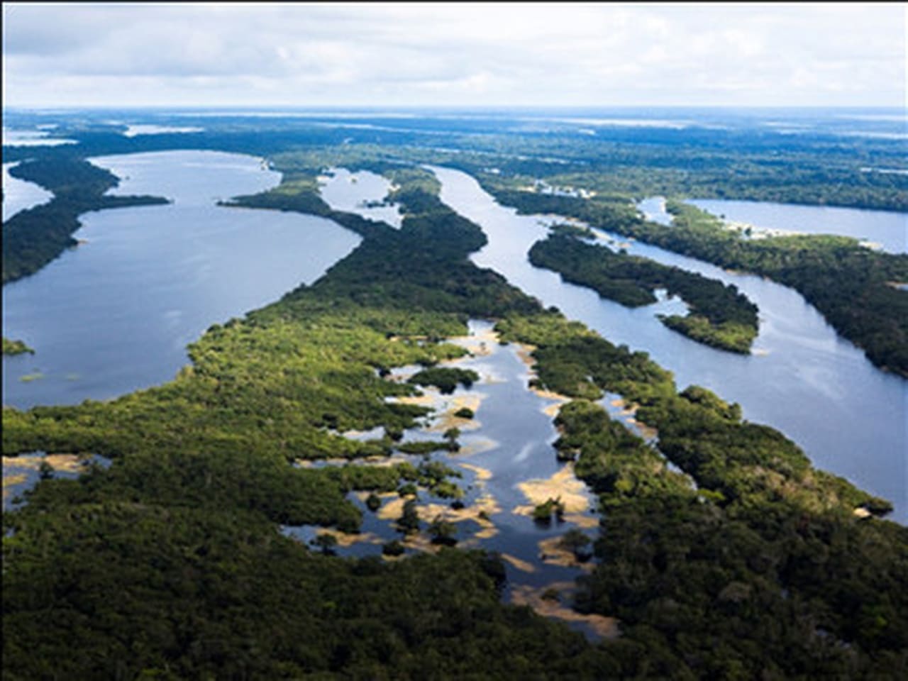Amazon River Islands The Floating Forests
