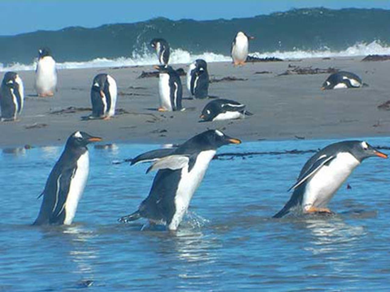 Falkland Islands Penguin Paradise