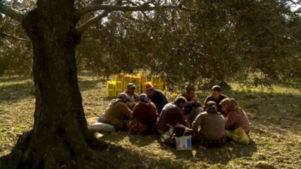 Olive Groves in the Aegean