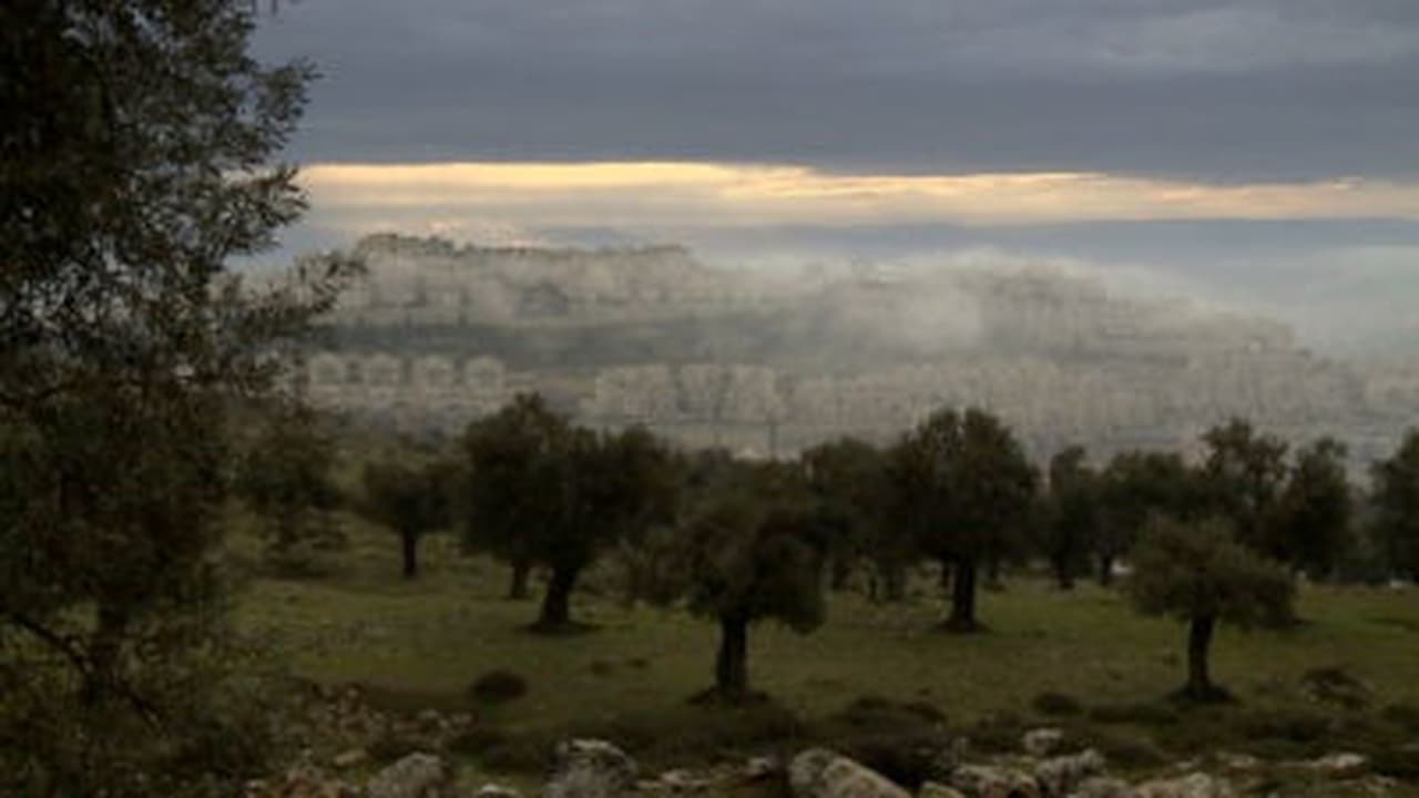 The Olive Tree in the Holy Land