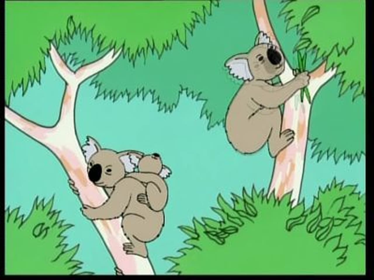 Australia  Koala