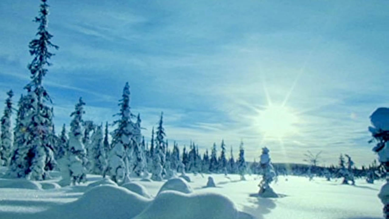 Taiga The Frozen Forests