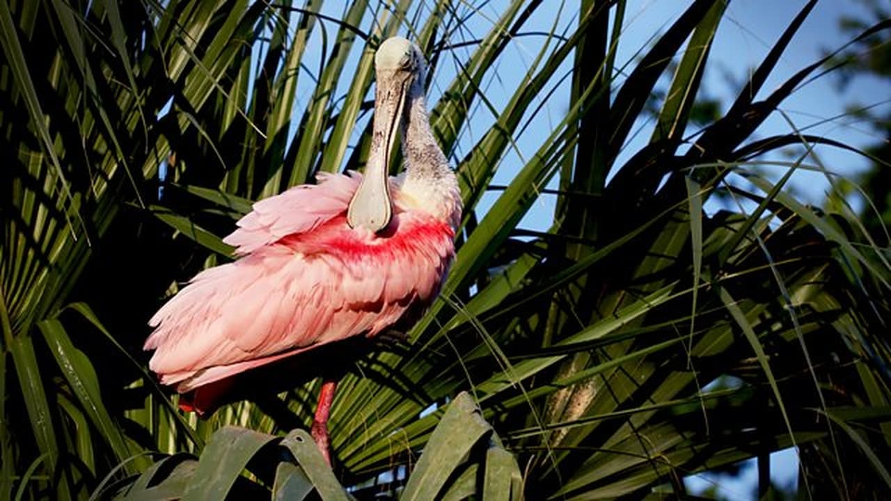 Florida Americas Animal Paradise