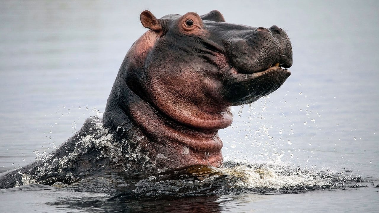 Hippos Africas River Giants