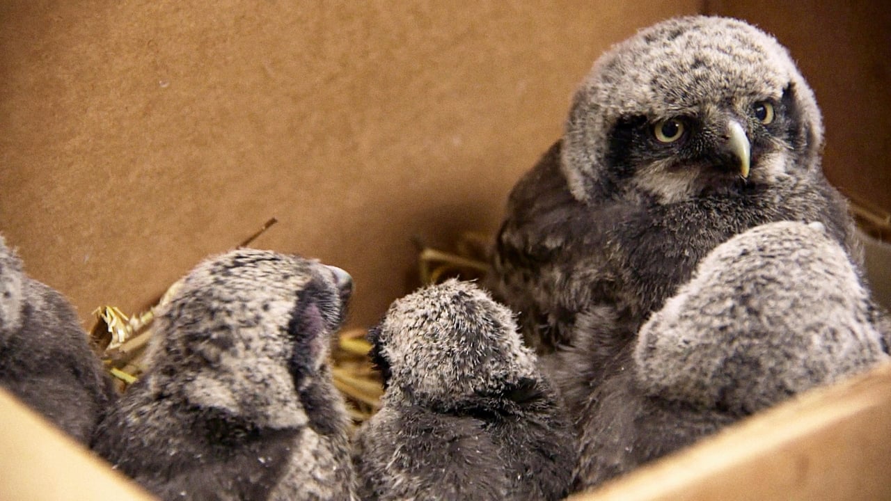 Operation Baby Owl Rescue