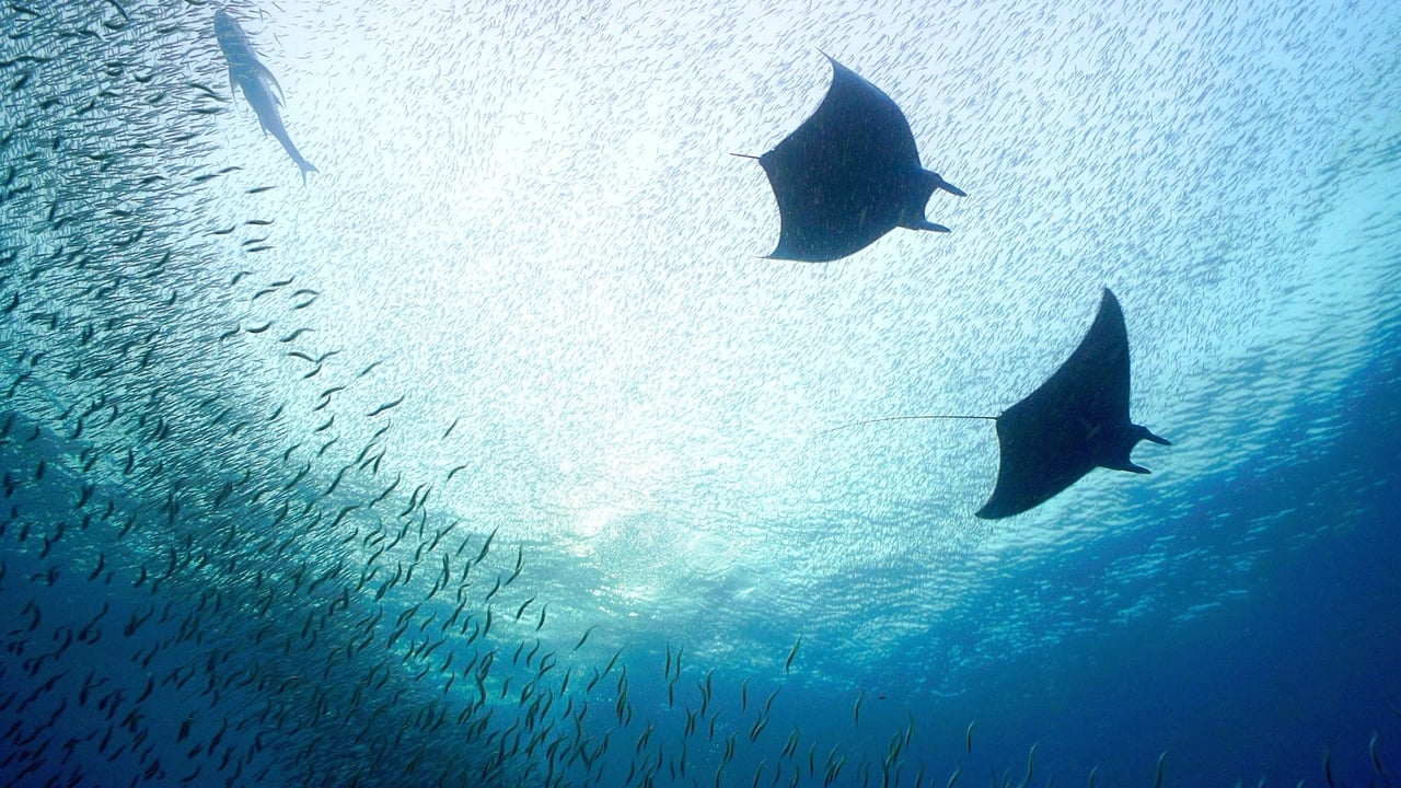 Indonesia The Secret Lives of Manta Rays