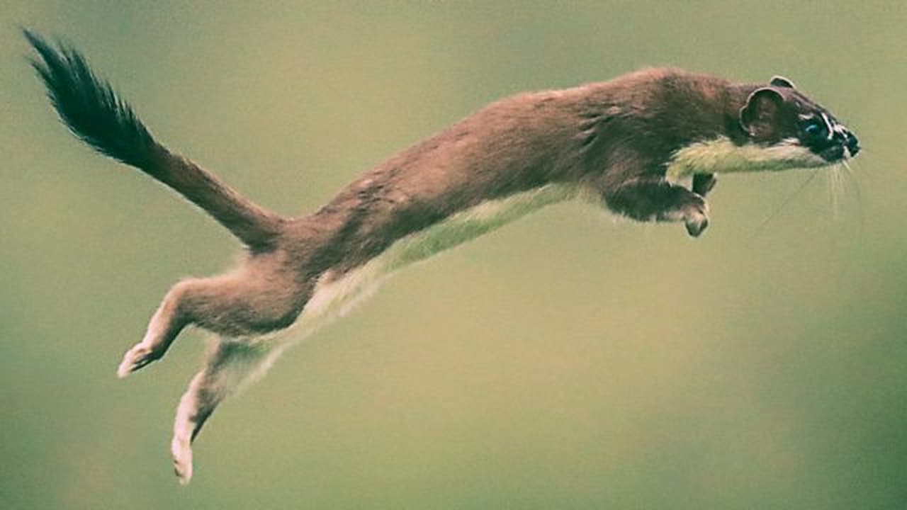 Weasels  Feisty and Fearless
