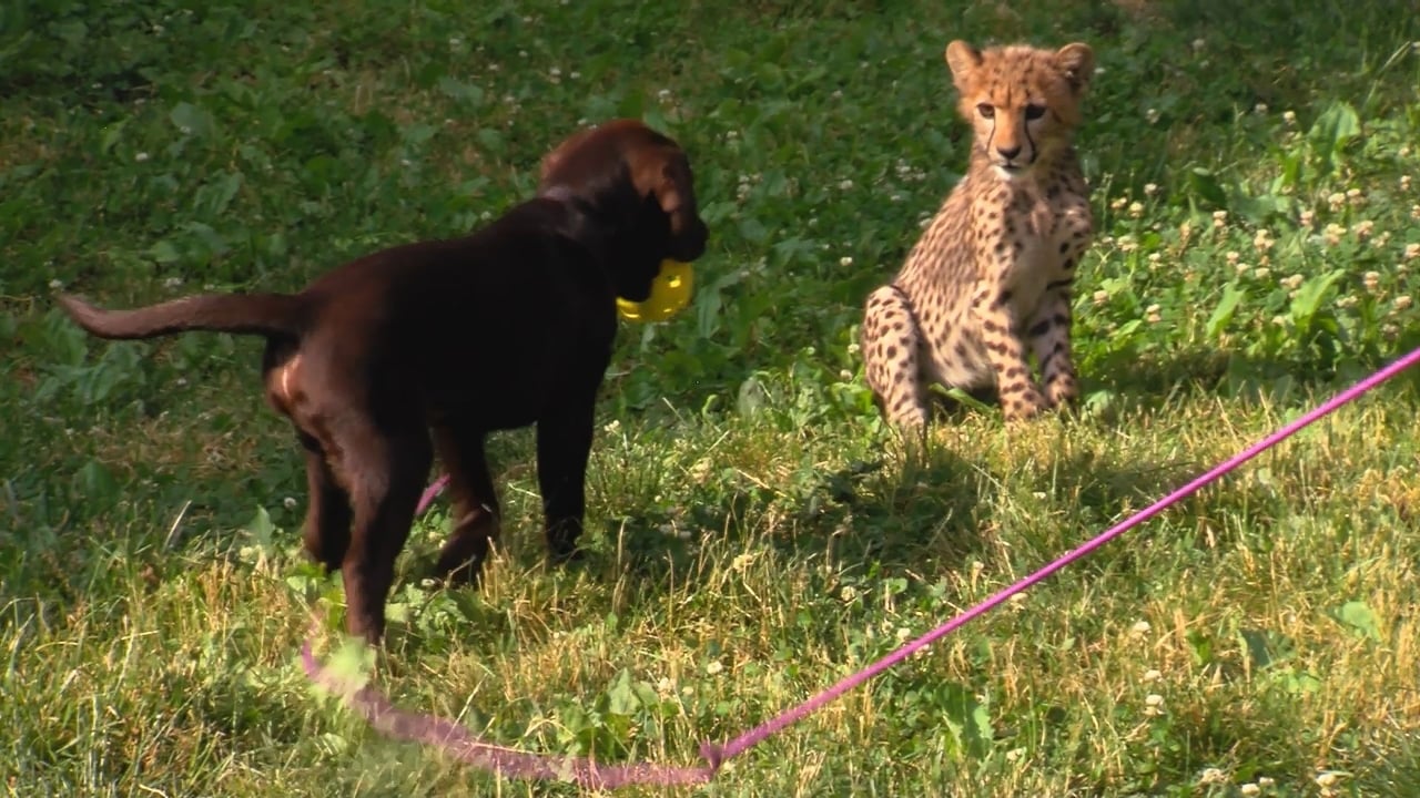 Dogs  Cheetahs  Companion Dogs