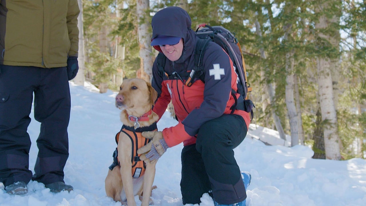 Avalanche Rescue Dogs  The Beagle Brigade