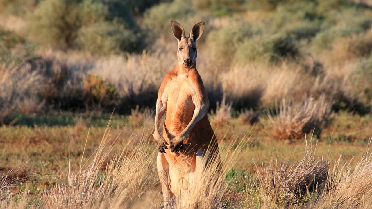 Desert Of The Red Kangaroo