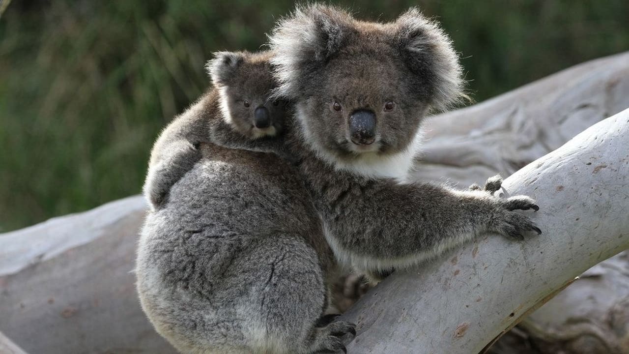 Koala Forest