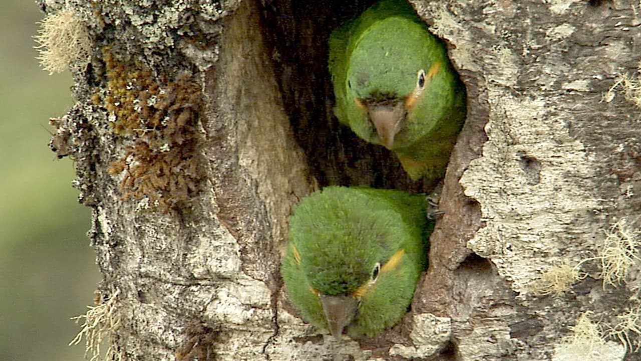 Secret Creatures of The Andes