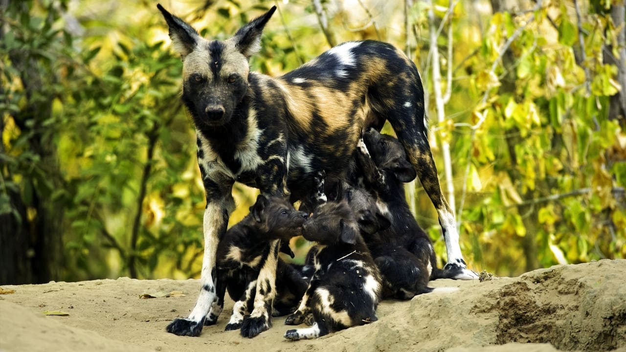 A Baby Wild Dogs Story
