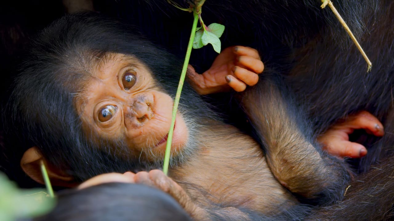 A Baby Chimps Story