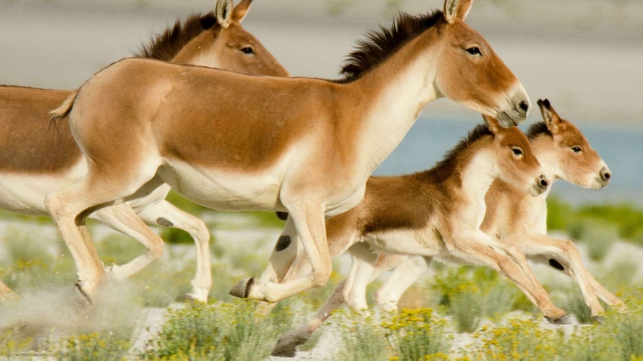 Wild Stallions of the Himalayas