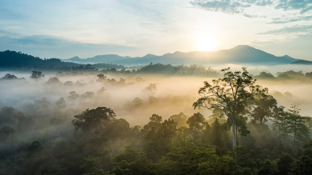 Borneo Sacred Forest