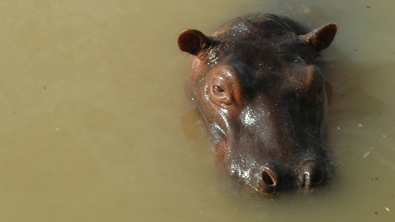 Cocaine Hippos