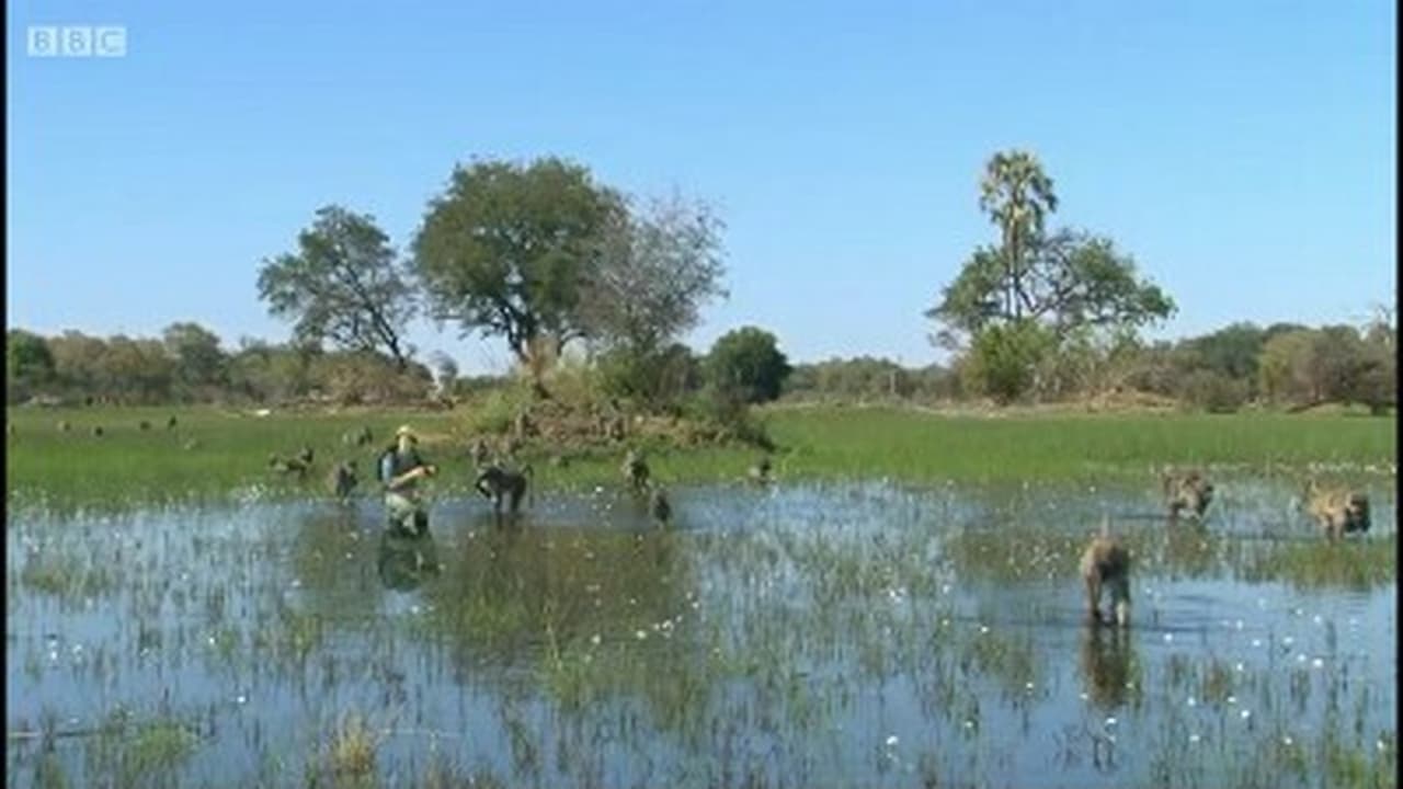 Okavango Safari