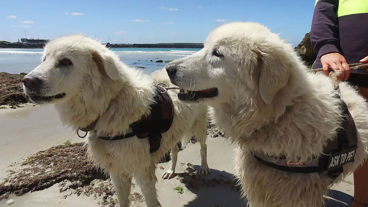 Pets at Work