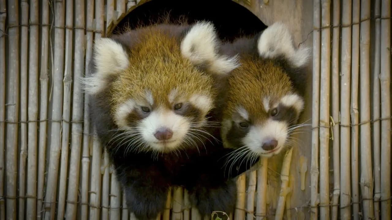 Red Panda Drama Mama