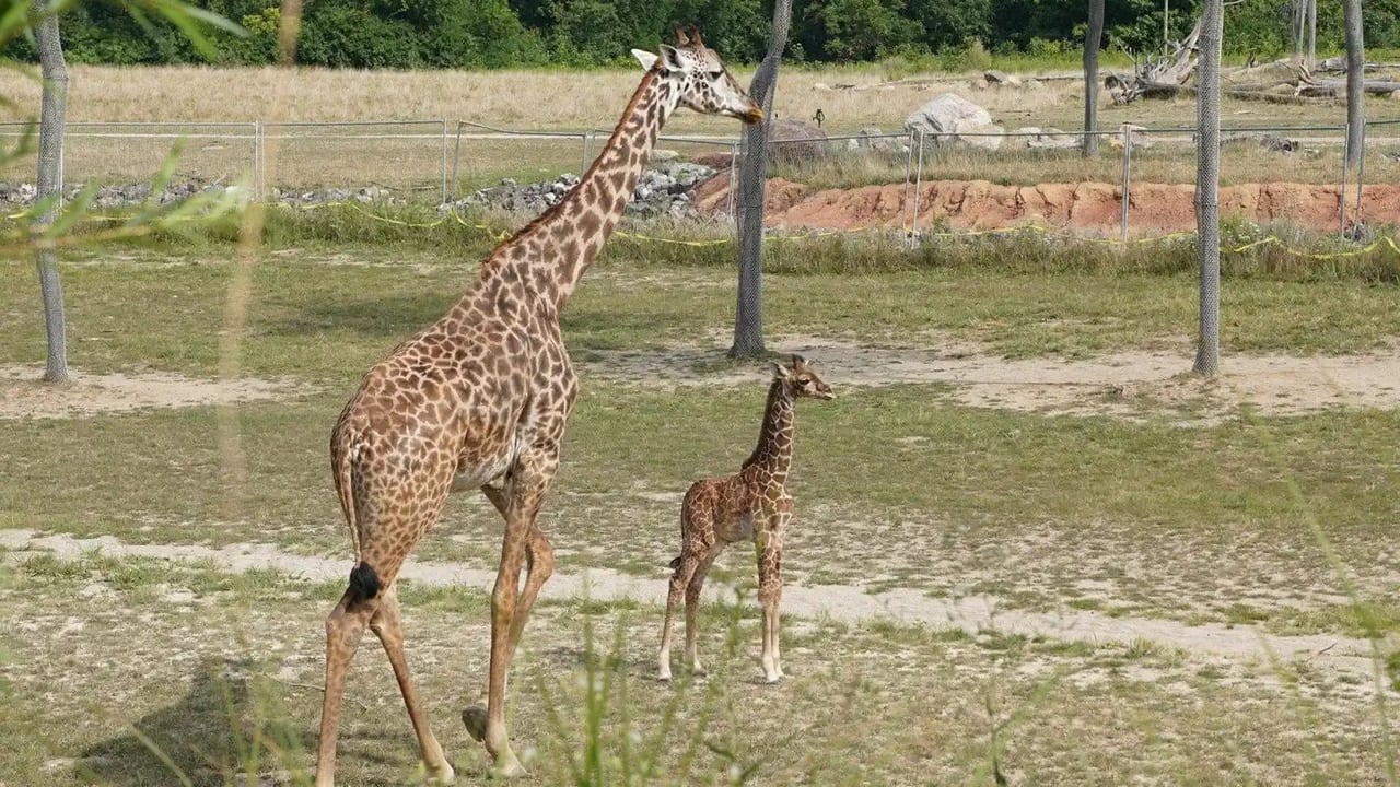 GiraffeIc Park