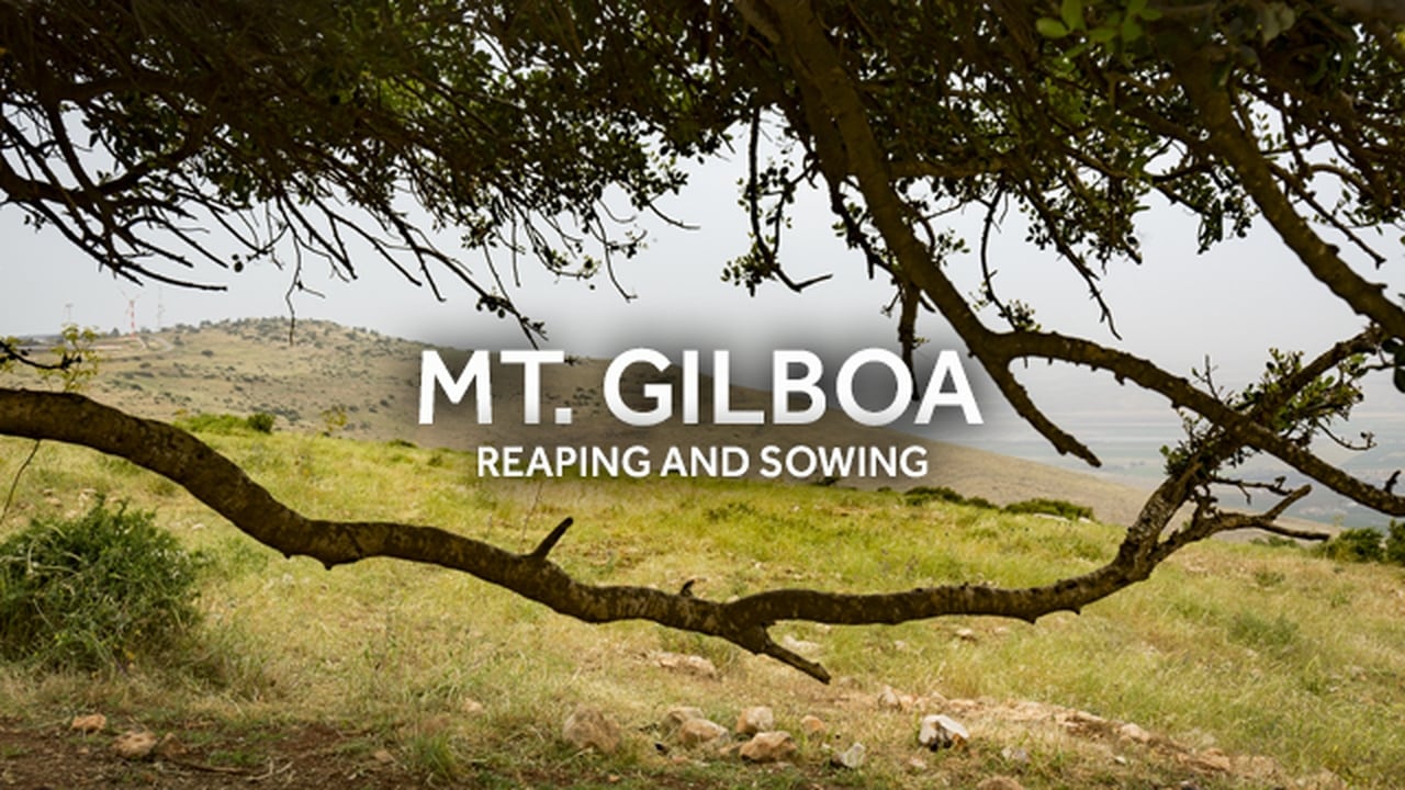 In the Shadow of Gilboa Reaping  Sowing