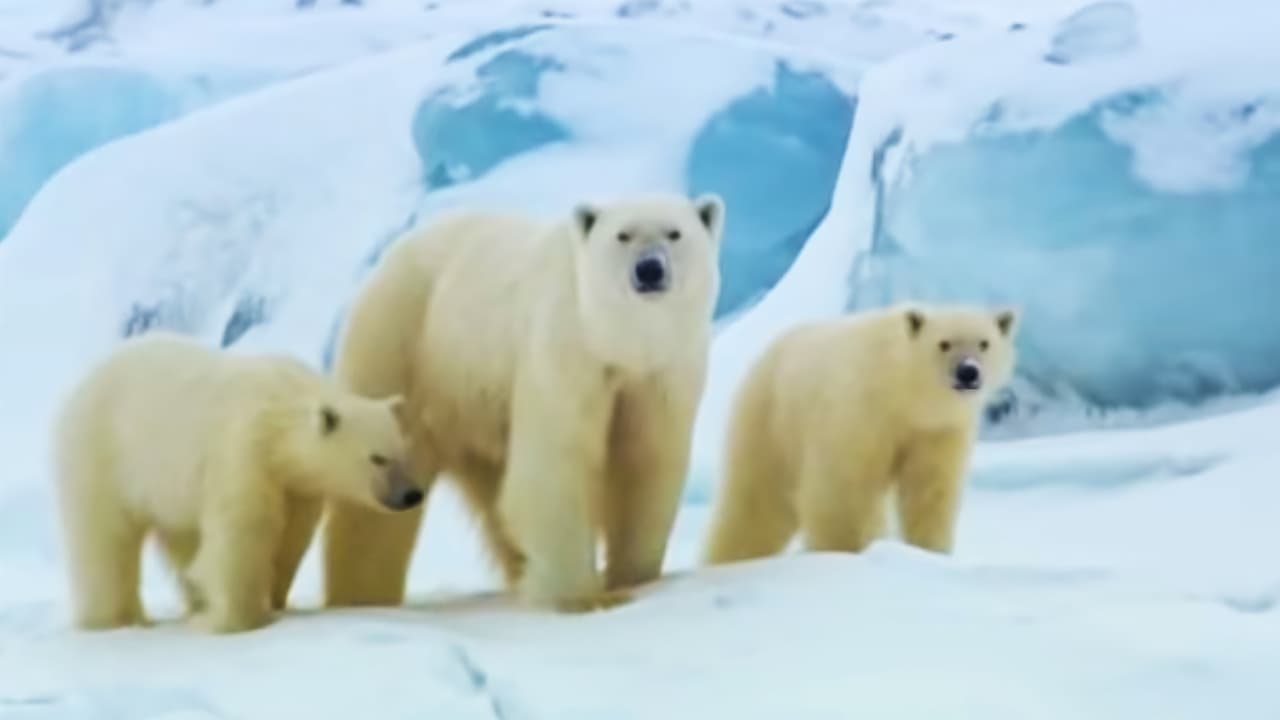 Polar Bear The Arctic Warrior