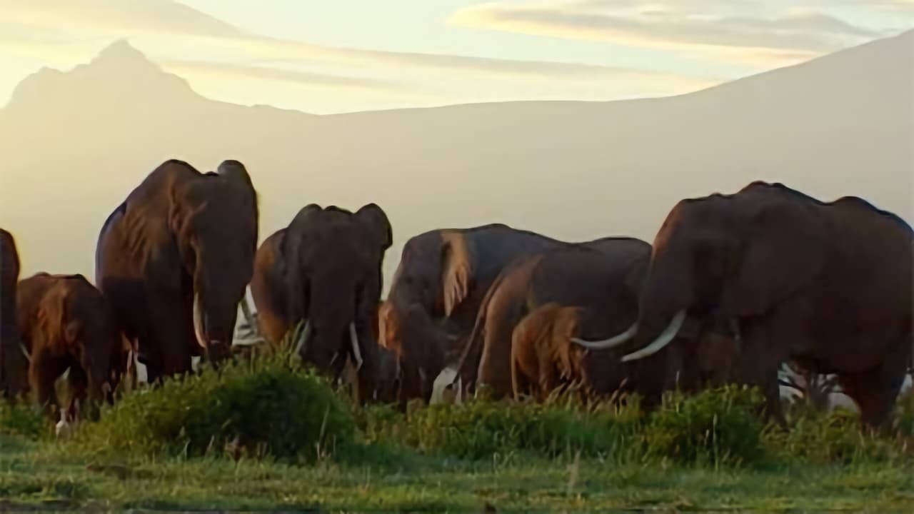Elephants Spy in the Herd