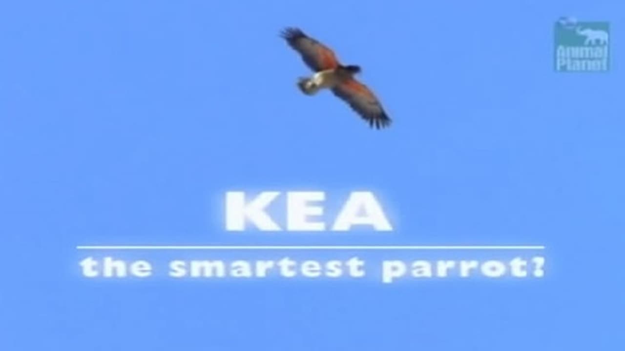 Kea  The Smartest Parrot