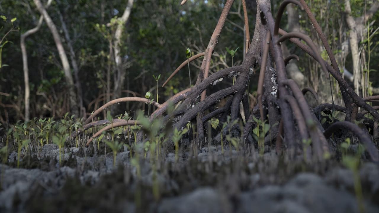 Mud and Mangroves