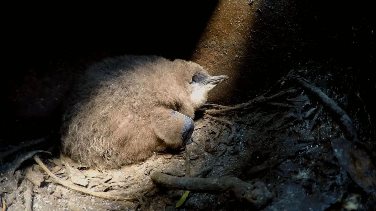 A Tale of Two Penguins