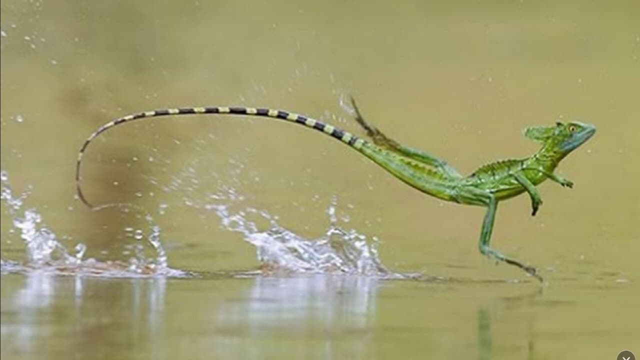 Levitating Lizards and Immortal Jellyfish