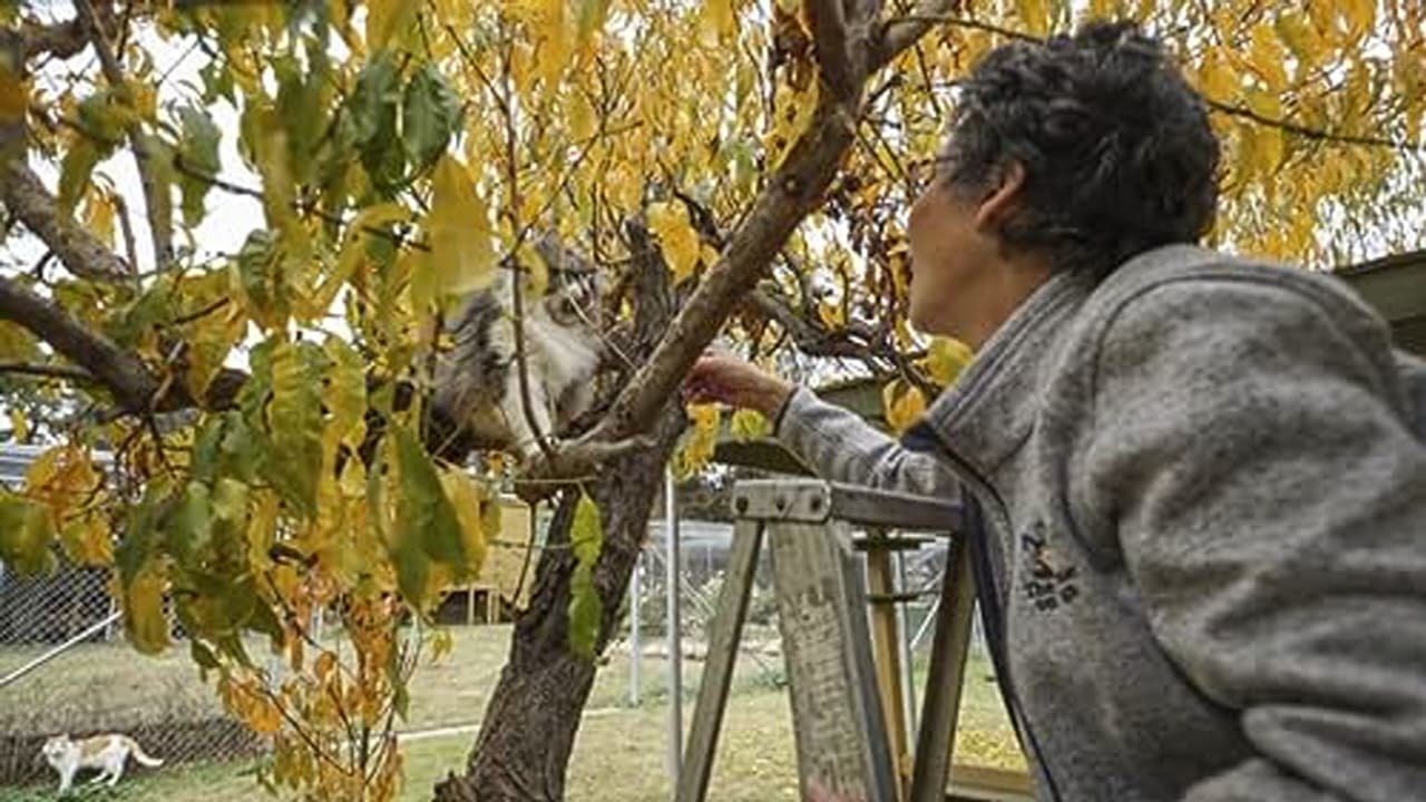 Cats Kiwis and Herring