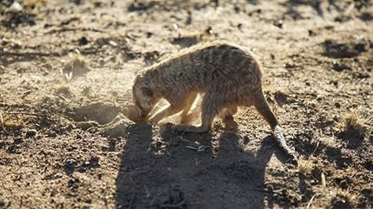 Cats Hippos and Meerkats