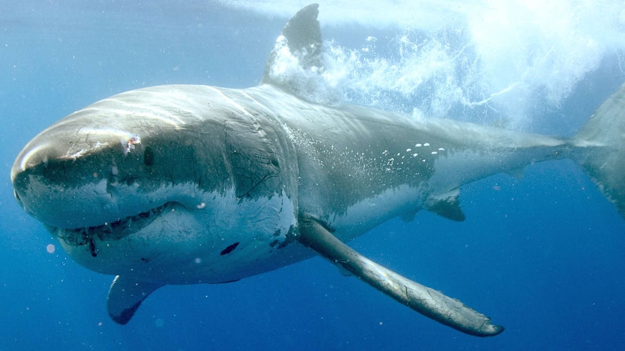 Guadalupe Island of the White Sharks