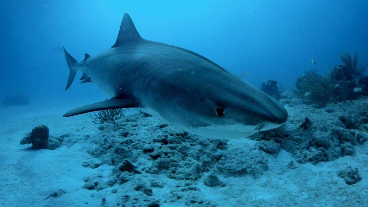 Bahamas Shark Lab